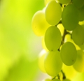 Grapes Grapes