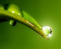 meditation_leaf